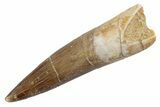 Fossil Plesiosaur (Zarafasaura) Tooth - Morocco #370242-1